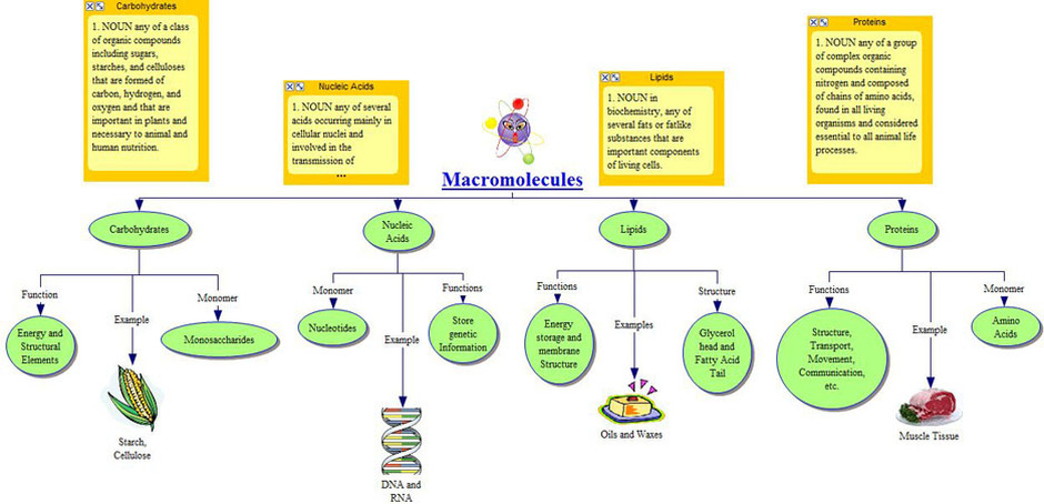4 Macromolecules Chart